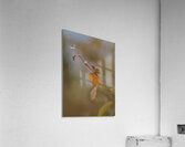 Nashville Warbler Acrylic Print