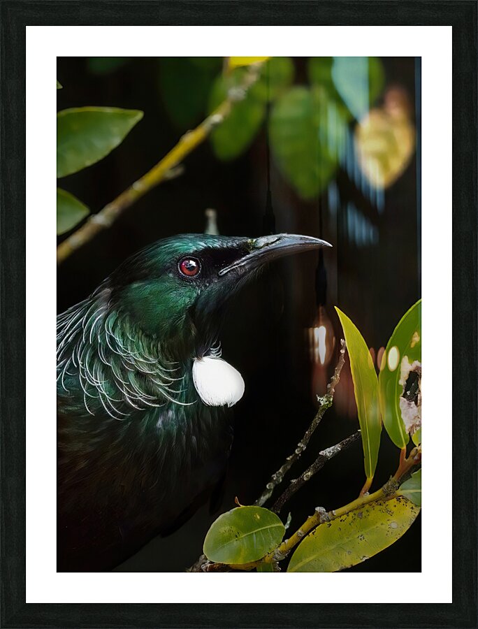 Tui Picture Frame print