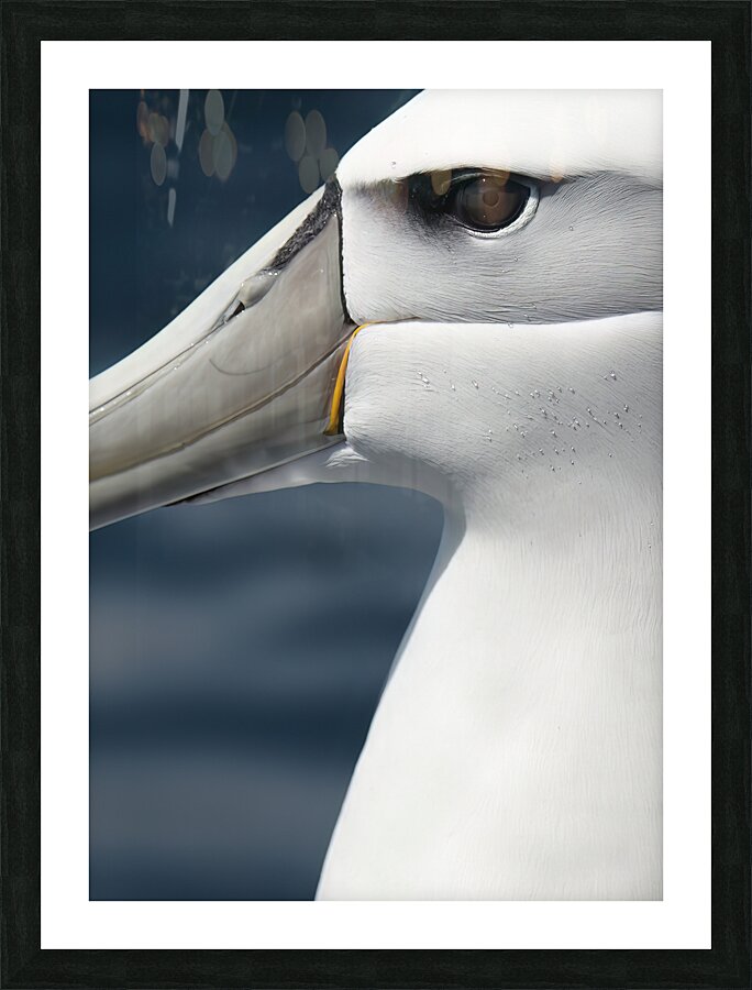 Albatross | Toroa Picture Frame print