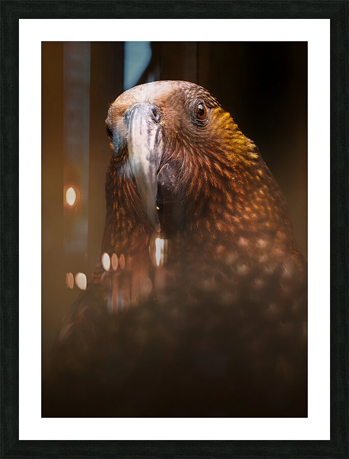 Kaka Picture Frame print