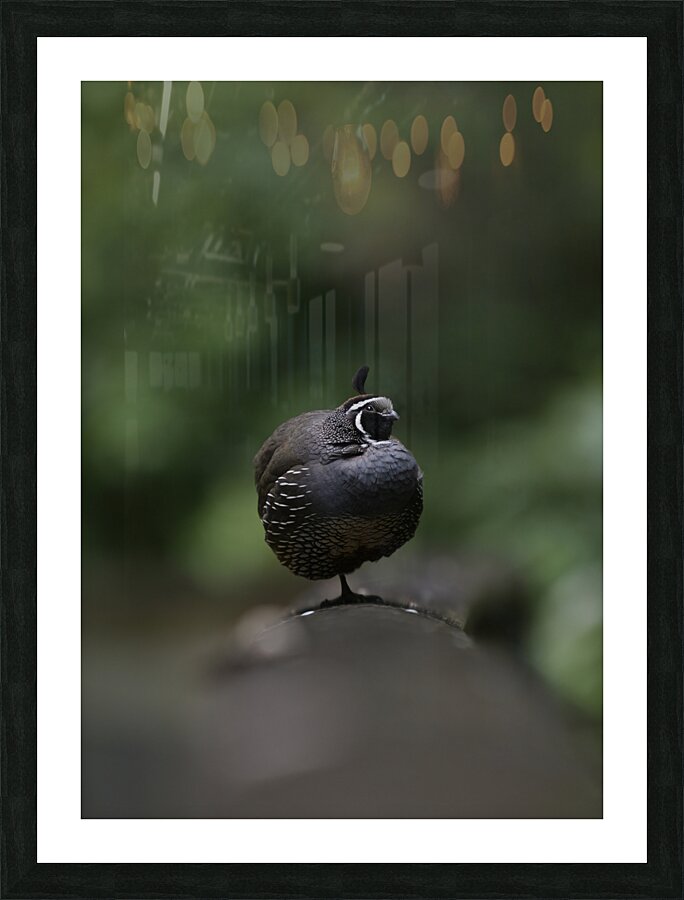 California Quail Picture Frame print
