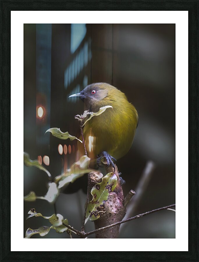 Bellbird | Korimako Picture Frame print