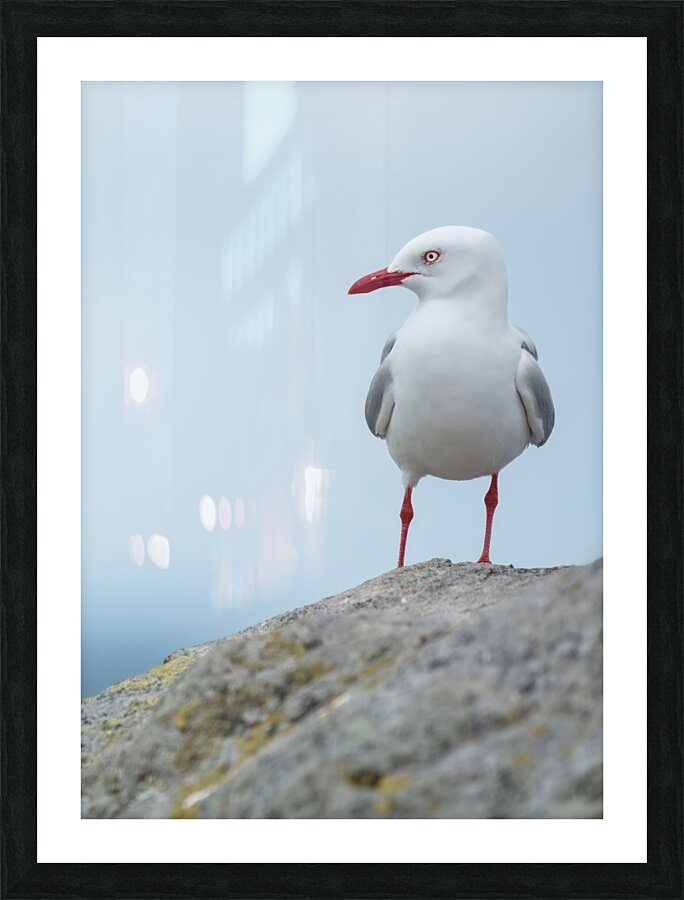 Red-Billed Gull | Tarapunga  Picture Frame print