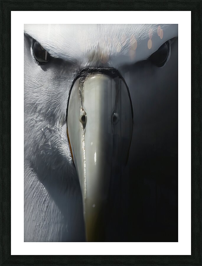 Albatross | Toroa Picture Frame print