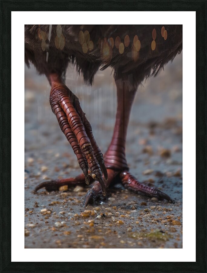Weka Picture Frame print
