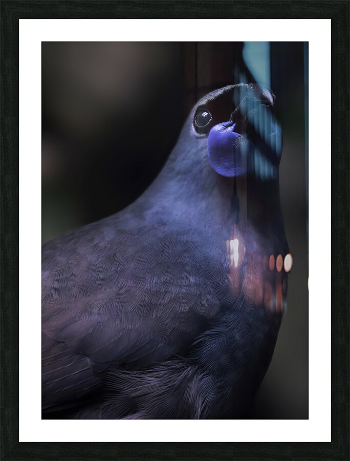 Kokako Picture Frame print