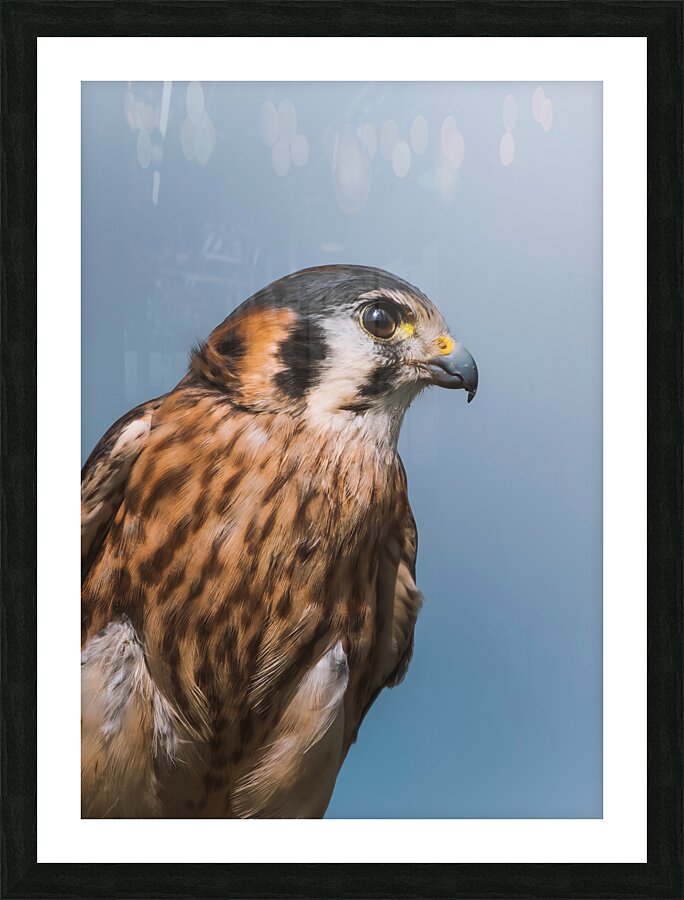 American Kestrel  Picture Frame print
