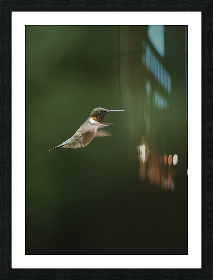 Ruby-Throated Hummingbird Picture Frame print