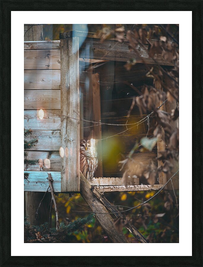 Barred Owl Picture Frame print