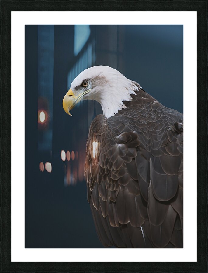 Bald Eagle Picture Frame print