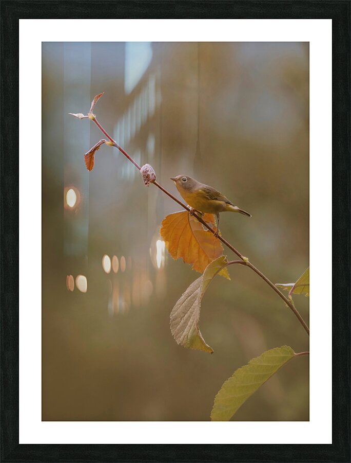 Nashville Warbler Picture Frame print
