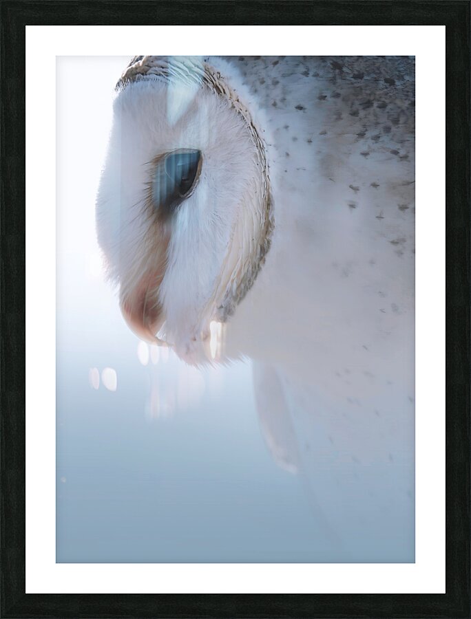 Barn Owl Picture Frame print