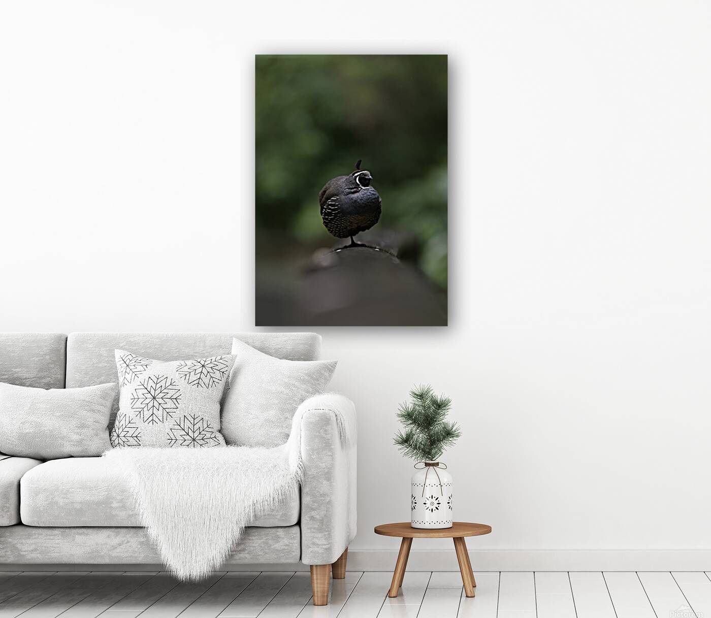 California Quail Reproduction