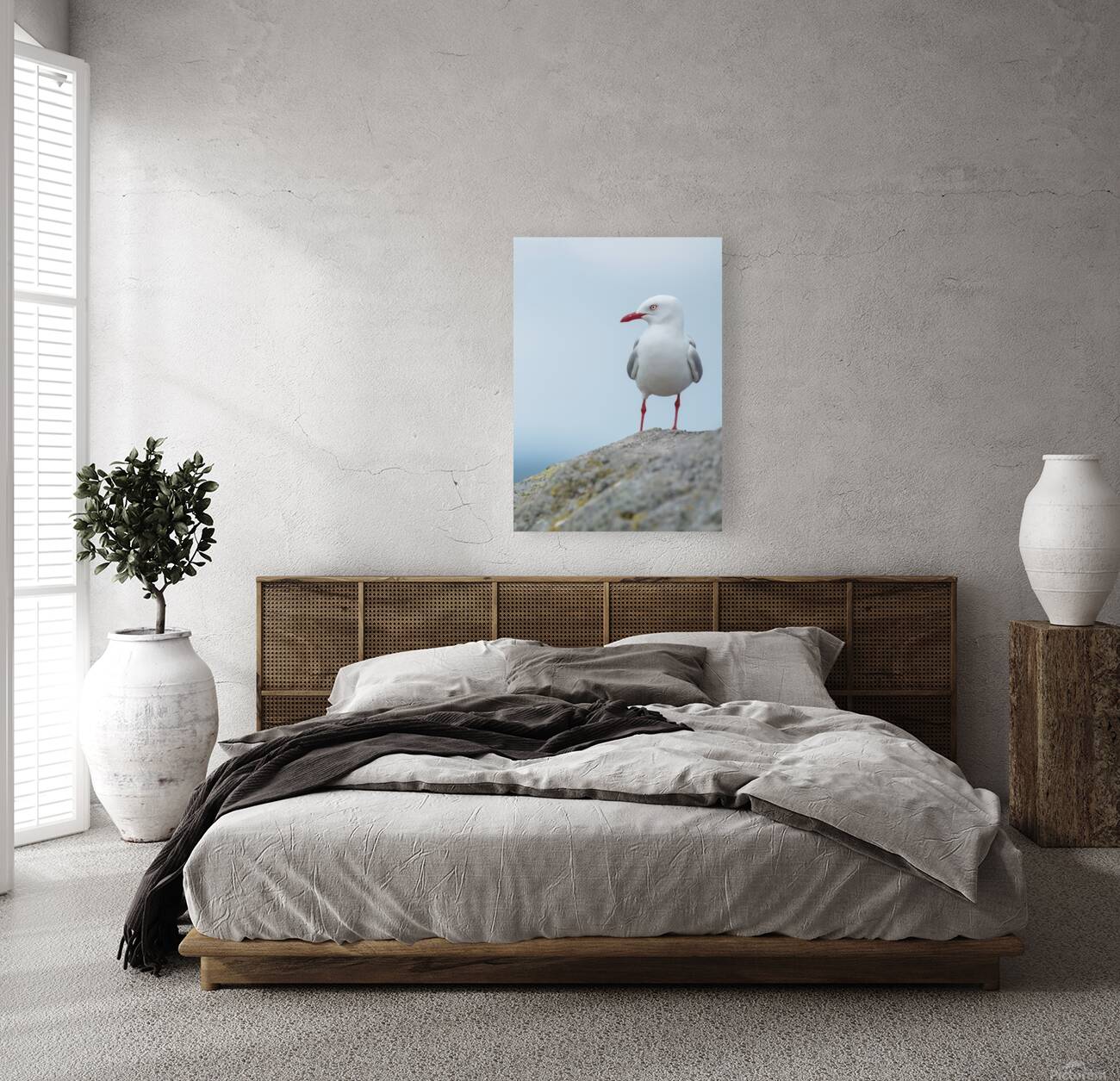 Red-Billed Gull | Tarapunga  Reproduction