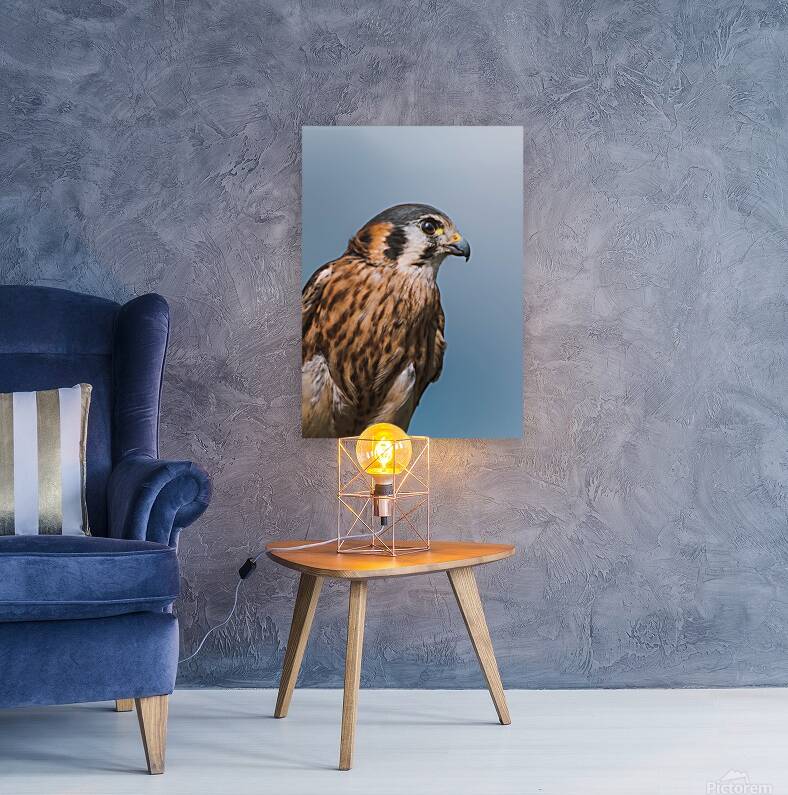 American Kestrel  Reproduction