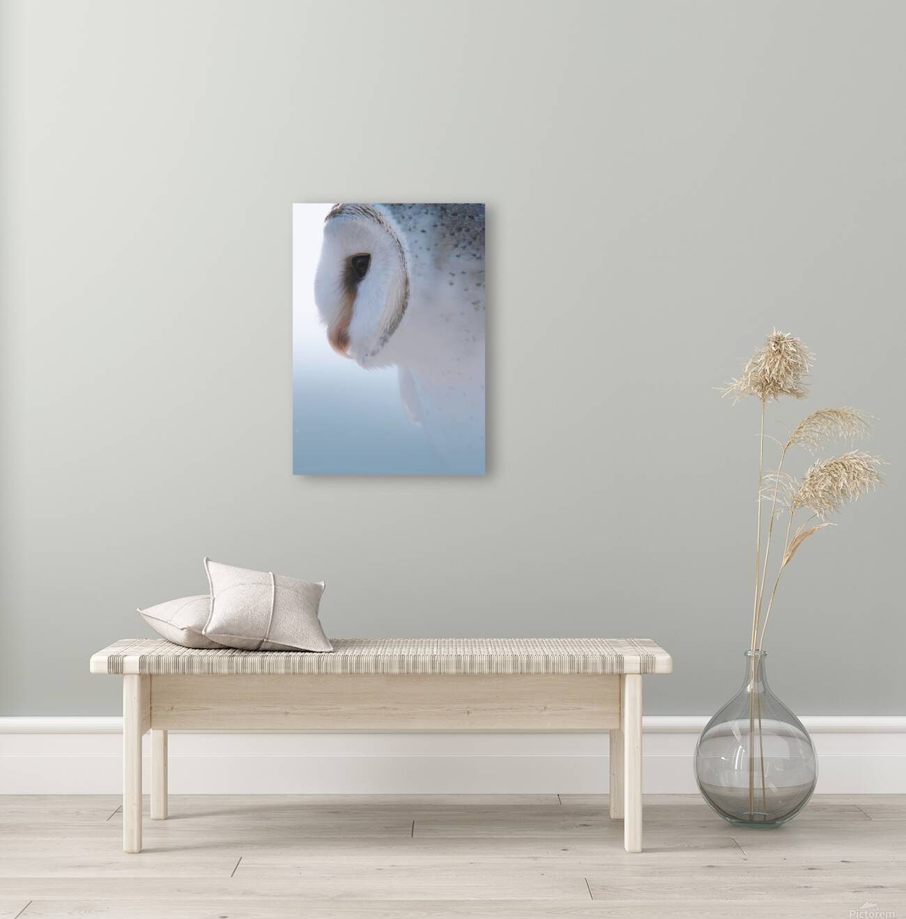Barn Owl Reproduction