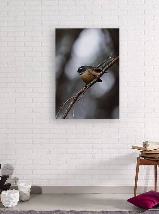 Fantail | Piwakawaka  by Melyssa FT Photography