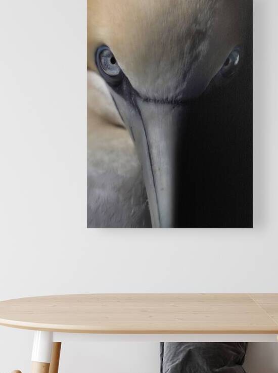 Australasian Gannet | Takapu by Melyssa FT Photography