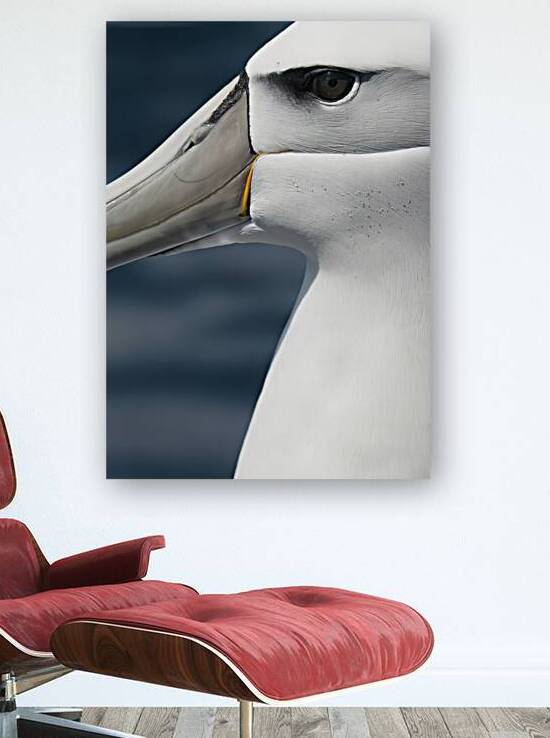 Albatross | Toroa by Melyssa FT Photography