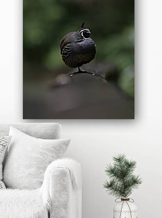 California Quail Reproduction