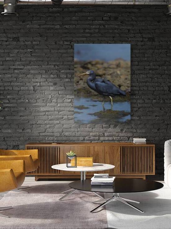 Reef Heron | Matuku Moana  by Melyssa FT Photography