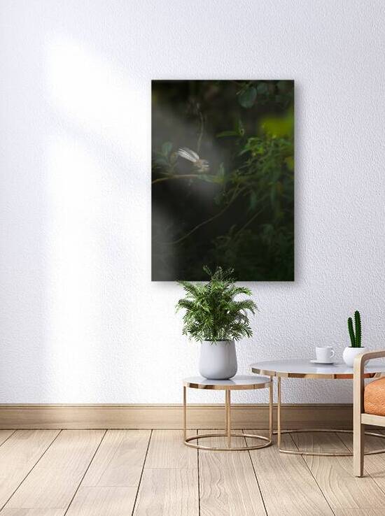 Fantail | Piwakawaka  by Melyssa FT Photography