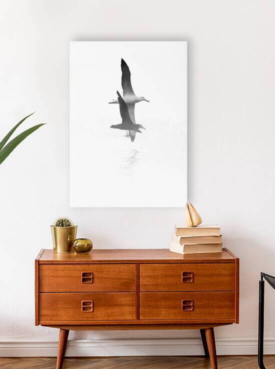 Albatross & Northern Giant Petrel  by Melyssa FT Photography