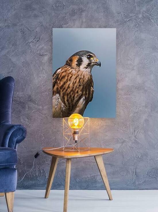 American Kestrel  by Melyssa FT Photography