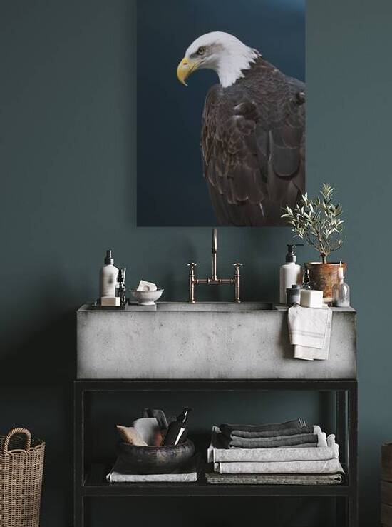 Bald Eagle Reproduction