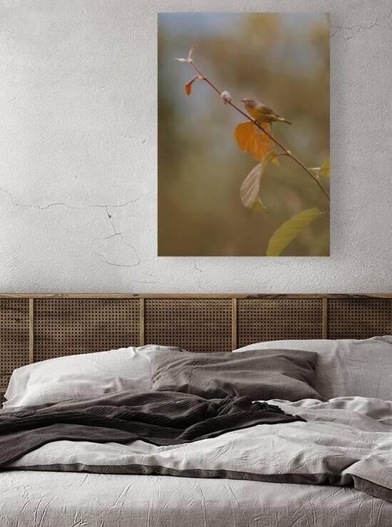 Nashville Warbler Reproduction