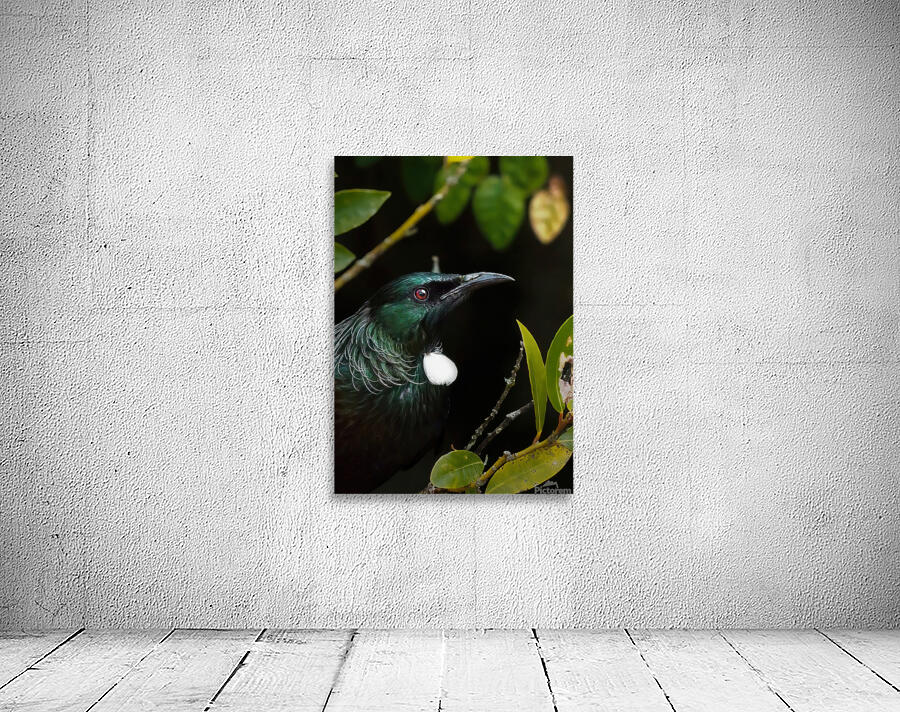 Tui Wall Preview