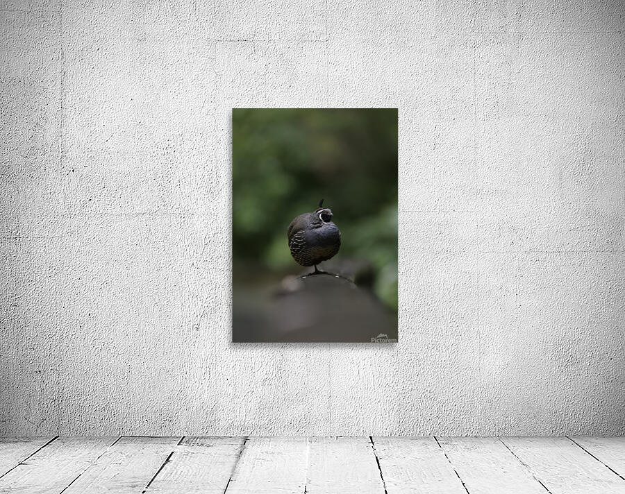 California Quail Wall Preview