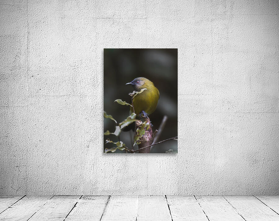 Bellbird | Korimako Wall Preview