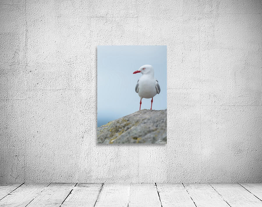 Red-Billed Gull | Tarapunga  Wall Preview