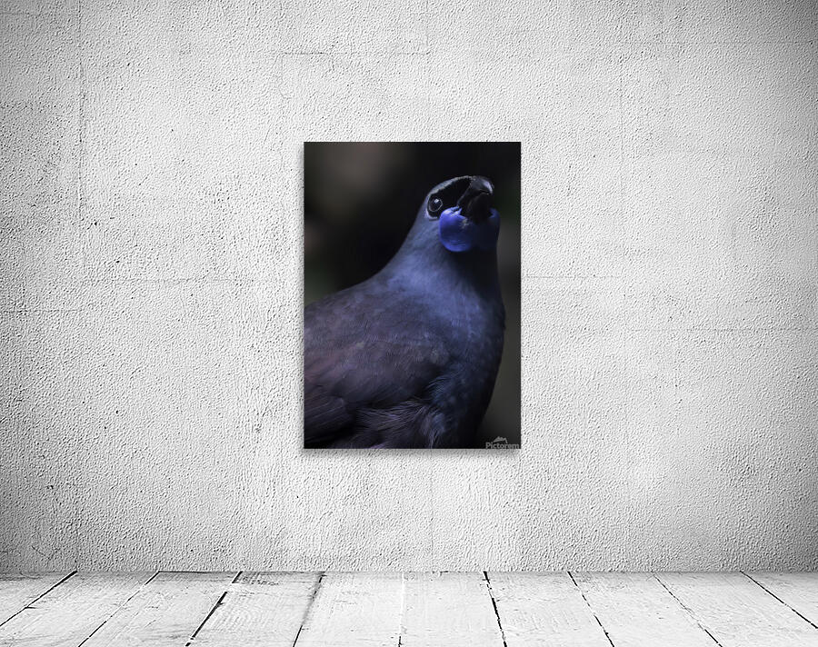 Kokako Wall Preview