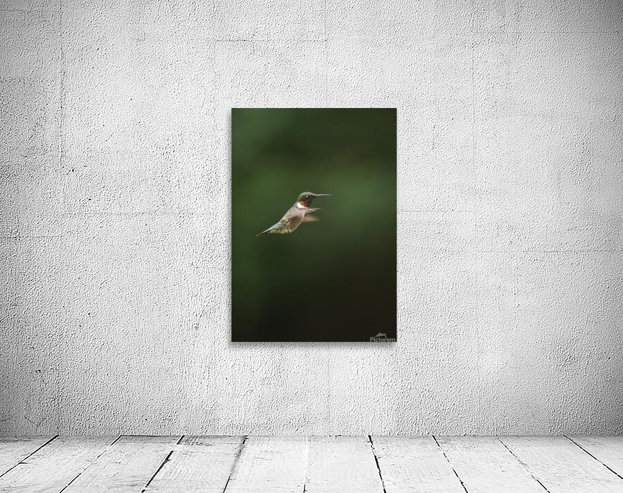 Ruby-Throated Hummingbird Wall Preview