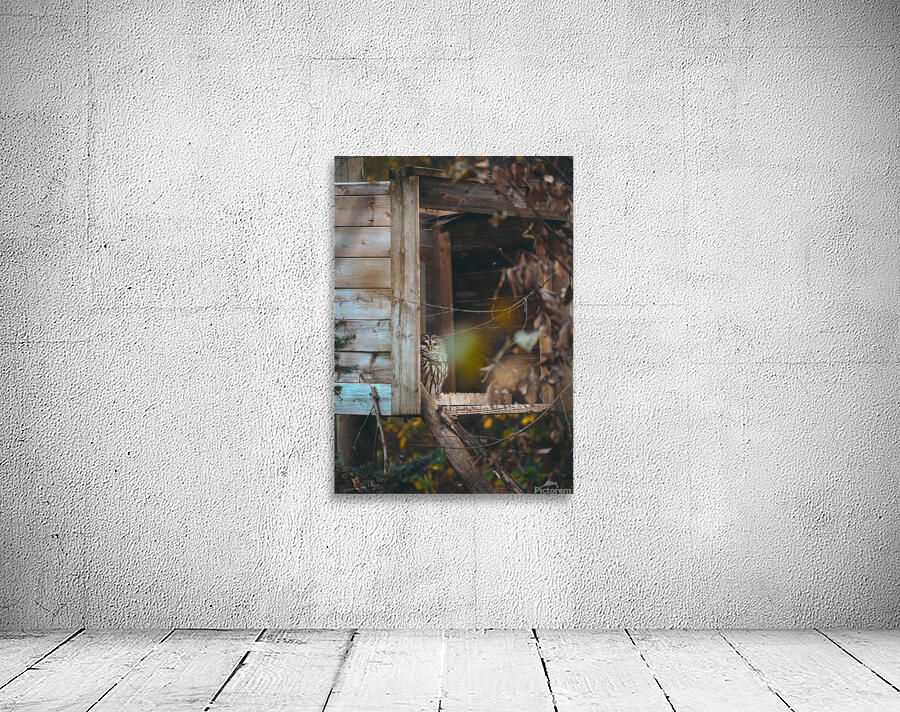 Barred Owl Wall Preview