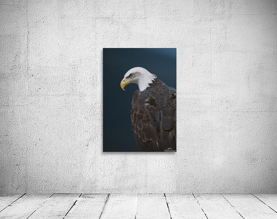 Bald Eagle Wall Preview