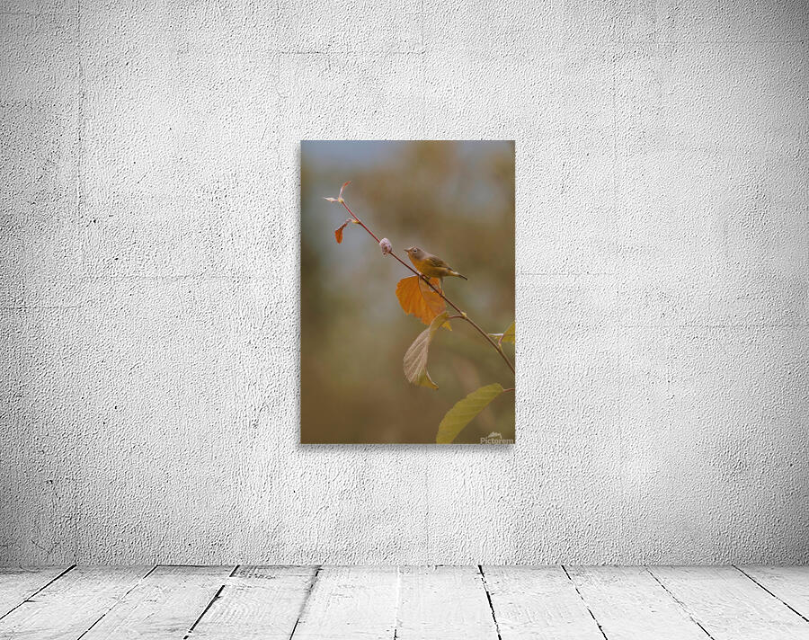 Nashville Warbler Wall Preview
