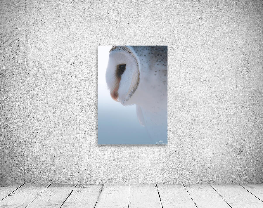Barn Owl Wall Preview