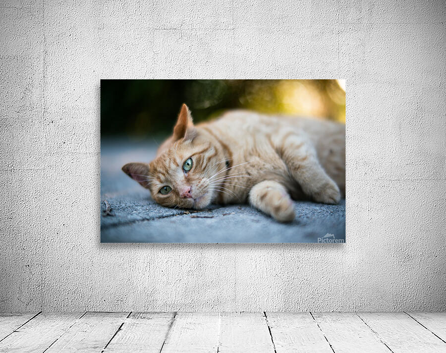 Last Summer Cat Wall Preview