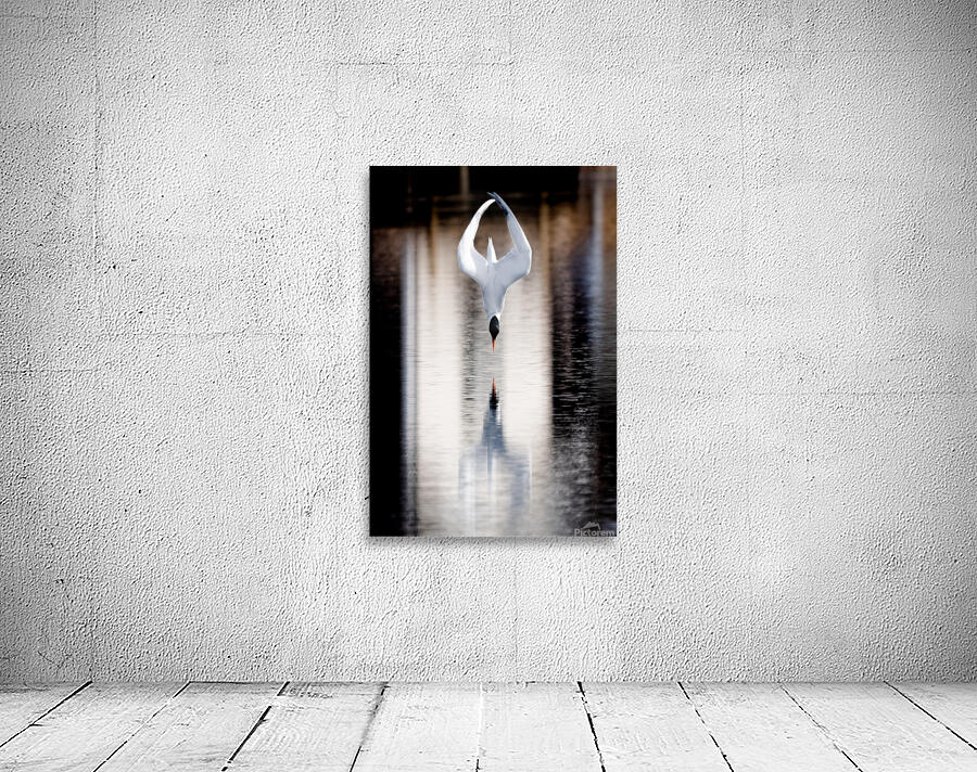 Diving Tern Wall Preview
