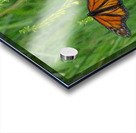 Monarch Summer Acrylic print