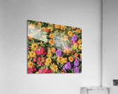 Floral Explosion Acrylic Print