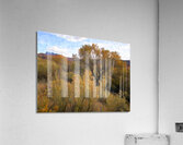 Autumns Last Stand  Acrylic Print