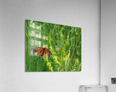 Monarch Summer Acrylic Print