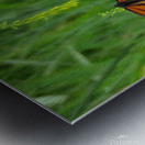 Monarch Summer Metal print