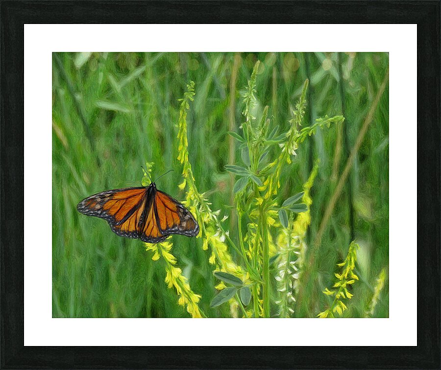 Monarch Summer Picture Frame print