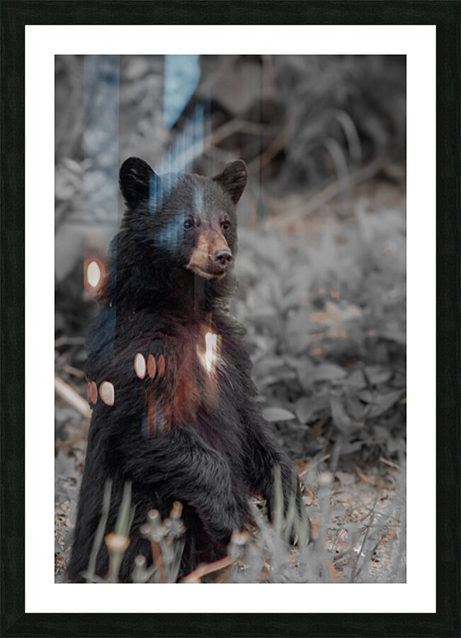 Curious bear cub Picture Frame print