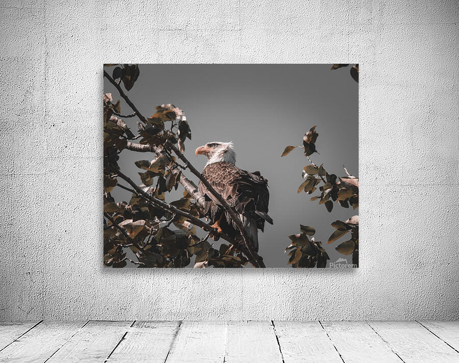 Sur sa branche Wall Preview